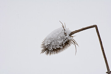 Distel im Schnee