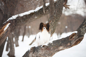 Cute Papillon dog standing on the tree in the forest in winter. Beautiful and happy Continental toy spaniel outdoors