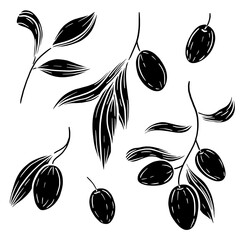 Hand drawn vector olive branches illustration. Isolated black linocut olives clipart. Olives elements set. Graphic block print olives.