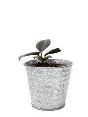 Houseplants Ficus Elastica Burgundy or Rubber Plant  with black leaves in zinc pot isolated on with with clipping path