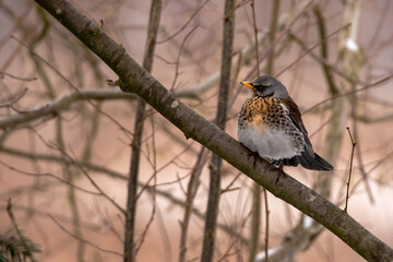 Fieldfare (Turdus pilaris) in Winter
