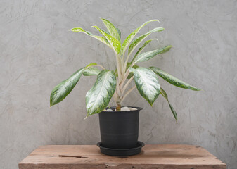 Aglaonema houseplant(Chinese Evergreen) in modern  black container  on teak wood table with concrete wall background