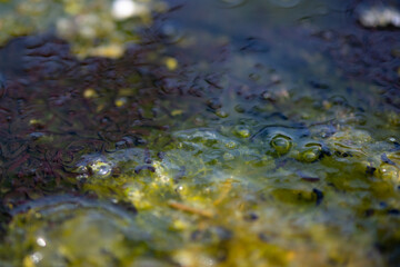 tadpoles in pond 