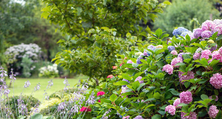 Obraz premium Gartenhintergrund in Panoramaformat mit bunten Hortensien - Gartenzeit, Pflanzzeit