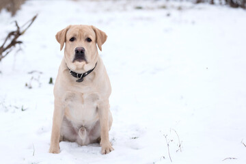 Labrador Retriever dog in the snow