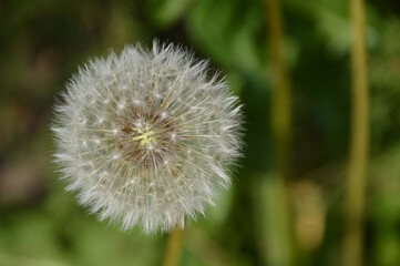 The dandelion is waiting for the wind to blow