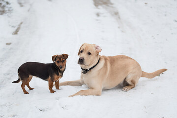 Labrador retriever dog and his friend playing in snow