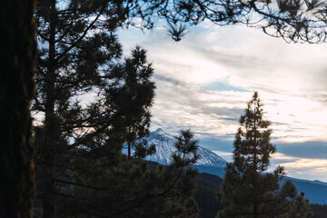 View of a snowy mountain from the forest between trees. Peak Teide with snow