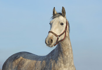 Grey andalusian horse portrait on blue sky background