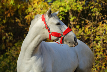 White horse into forest ranch in autumn evening