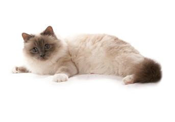 Birman Cat