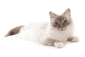 Birman Cat