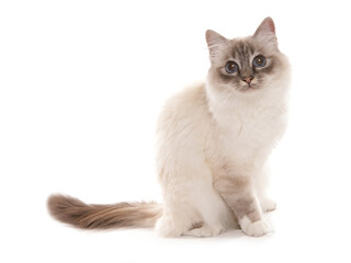Birman Cat
