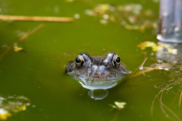 frog in water