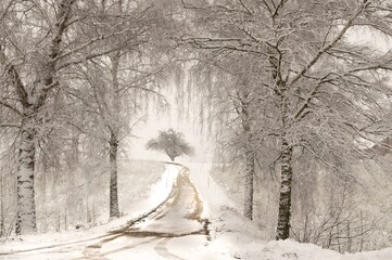 snow covered trees on a pathway