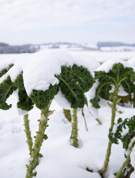 snow covered kail in the winter