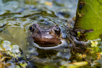 frog in the pond