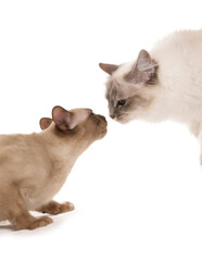 Burmese and birman Cat