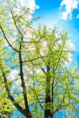 Springtime tree