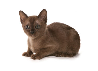 Burmese Kitten