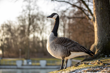 canadian goose on the shore