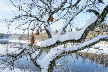 View of the river from a high hill through the branches of a tree covered with snow and frost.