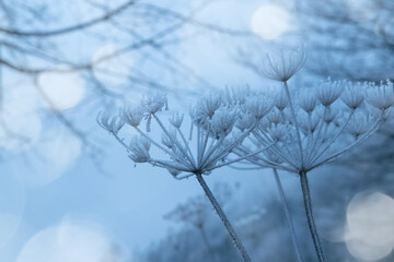 The plant covered with frost. Angelica flowers covered with ice and snow in a forest. Frozen, dried plant in the field. Winter patterns. Snow crystals. Winter natural background