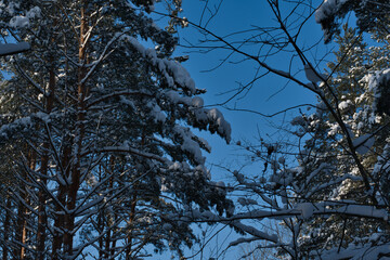 A landscape of a snow-covered pine forest against a bright blue sky and in the rays of the low winter northern sun.
