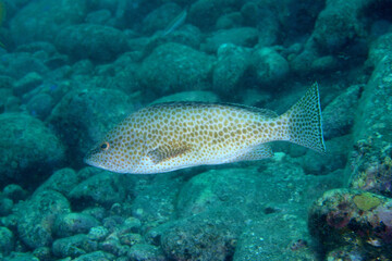 オオモンハタの成魚