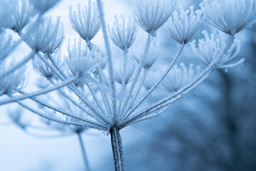 The plant covered with frost. Angelica flowers covered with ice and snow in a forest. Frozen, dried plant in the field. Winter patterns. Snow crystals. Winter natural background