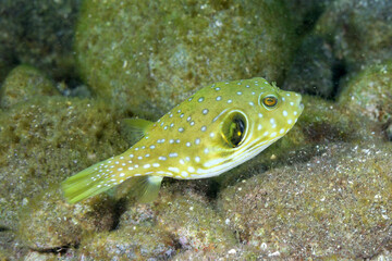 サザナミフグの幼魚