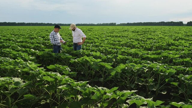 Two male farmers are working in the field, talking using a mobile application on a digital tablet