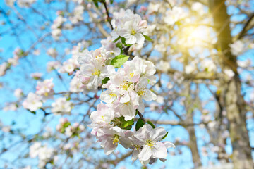 Beautifully blossoming apple tree branch and sun .