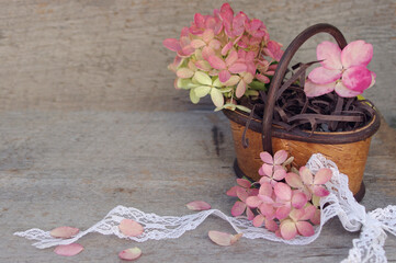 Obraz na płótnie Canvas light pink hydrangea flower blooms with white lace in small brown basket on rustic wood background 