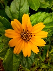 Beautiful yellow flower located beside the highway, this flower is very popular with small bees, because it contains a lot of starch in it.