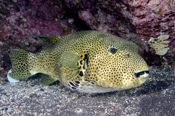 モヨウフグの若魚