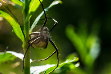 Wolf Spider With Egg Sack