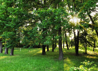 Fototapeta na wymiar Beautiful green forest, sun rays through the trees.