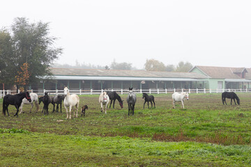 Horses at farm on the pasture grazing