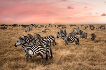 Group of zebras in the savannah at sunset