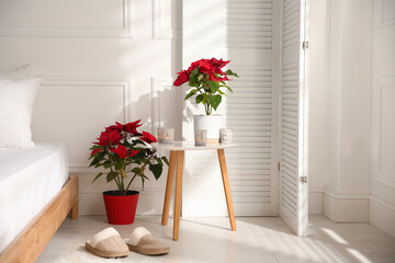 Fototapeta na wymiar Poinsettias in light cozy room. Interior design