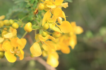 Close up of yellow flowers in the garden
