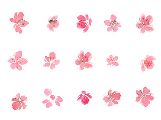 Clipart pink cherry blossoms,Sakura set flowers. Abstract watercolor painting. Pink flowers abstract painting.