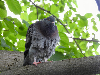 dove