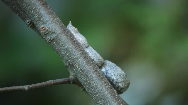 A horned viper on a tree from Velebit mountain, Croatia