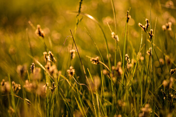 Picturesque natural background. Grass in a wild field illuminated by the sun