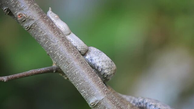 A horned viper on a tree from Velebit mountain, Croatia