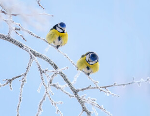 two birds of the blue tit sit on the branches covered with white frost in the winter garden