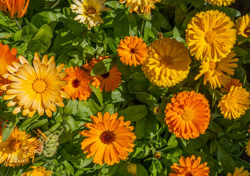 Multiple colors of flowers of Marigold. Calendula officinalis. The flower is about 5 cm tall, with green blunt leaves. It is a one-year plant and a versatile herb. It belongs to the Asteraceae family.