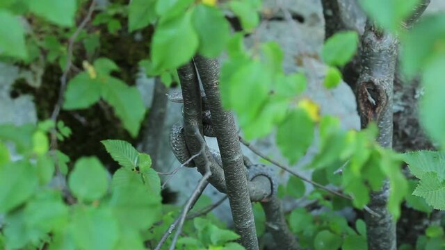 A horned viper on a tree from Velebit mountain, Croatia